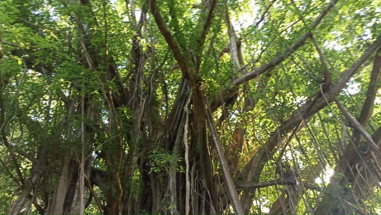 Willa Tiki House Bora Bora Zewnętrze zdjęcie